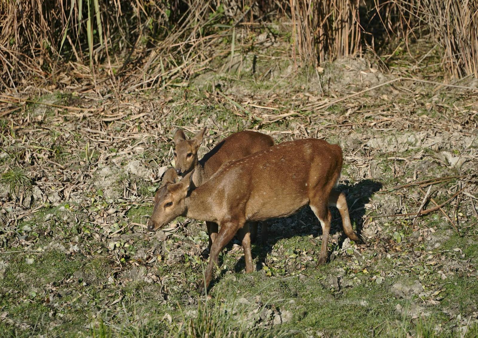 Bon Villa (sup.dlx), Kaziranga