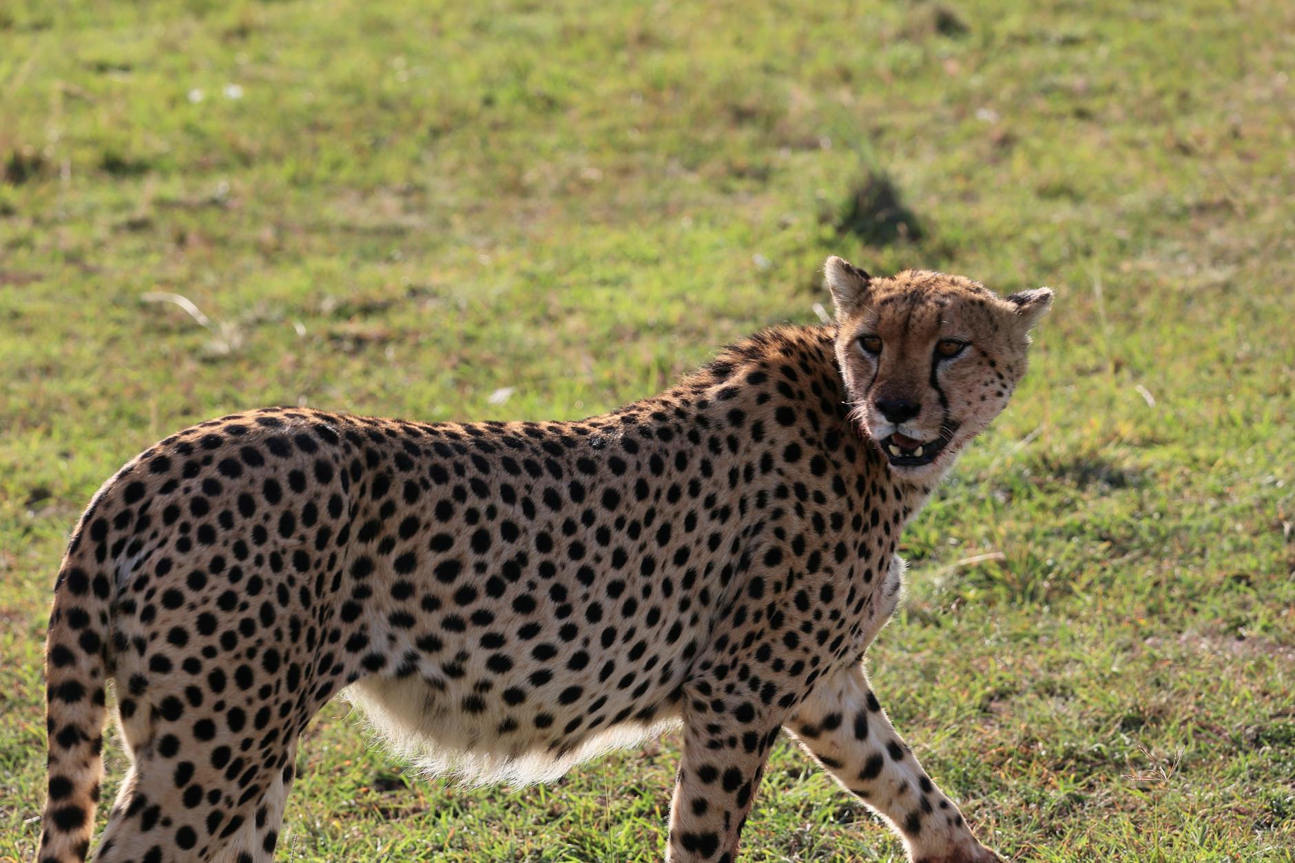 MASAI MARA NAIROBI — Kenya