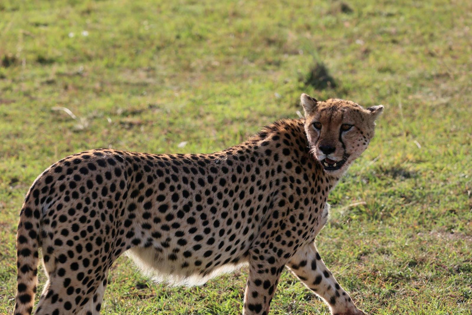 Cheetah walking across short grass with its head turned to the camera