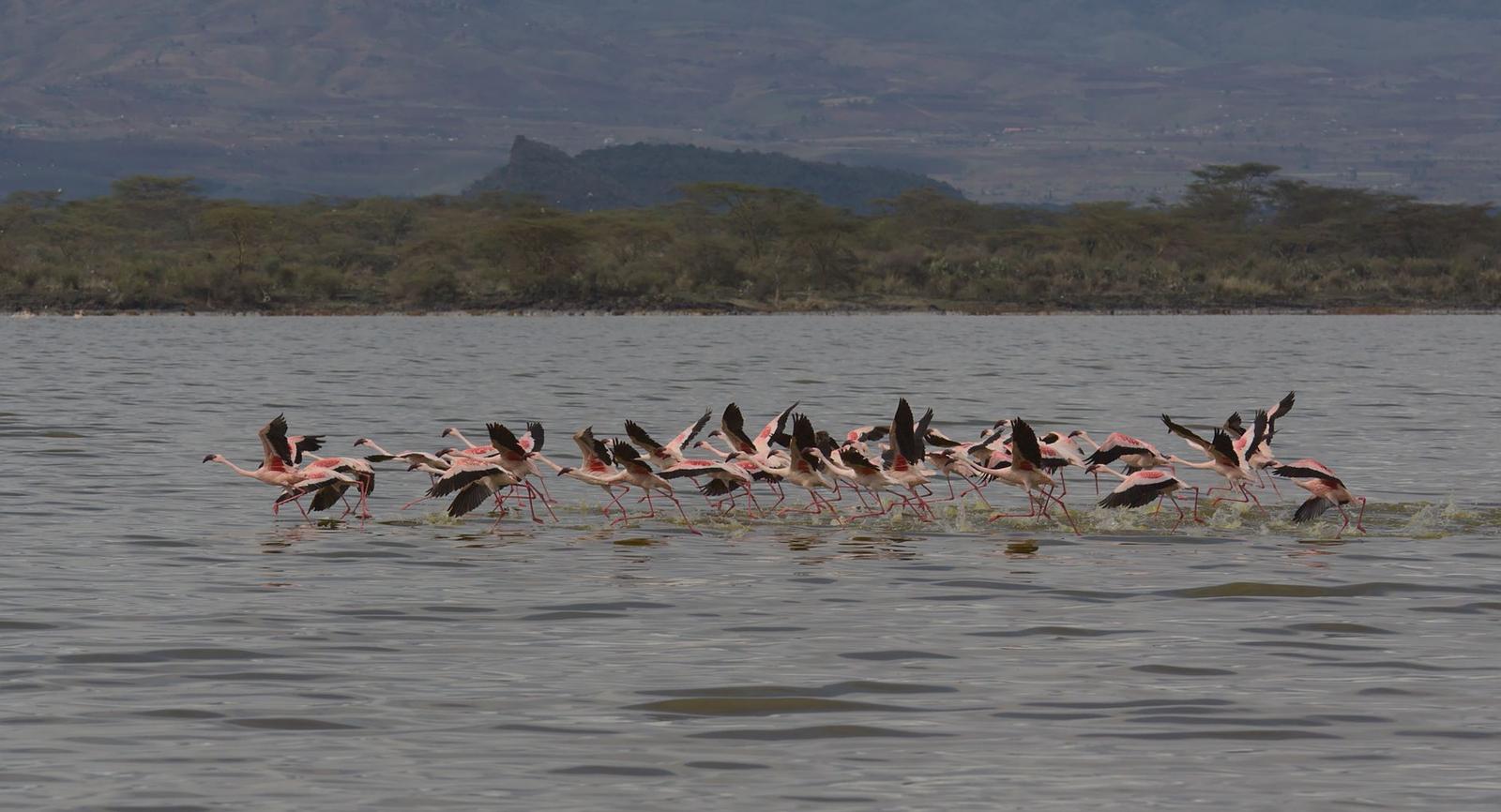 Lake Nakuru Aberdare — Kenya