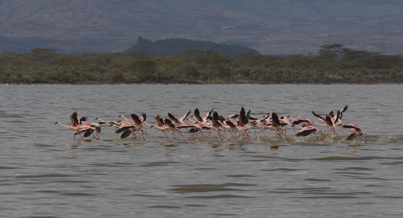 Lake Nakuru Aberdare — Kenya