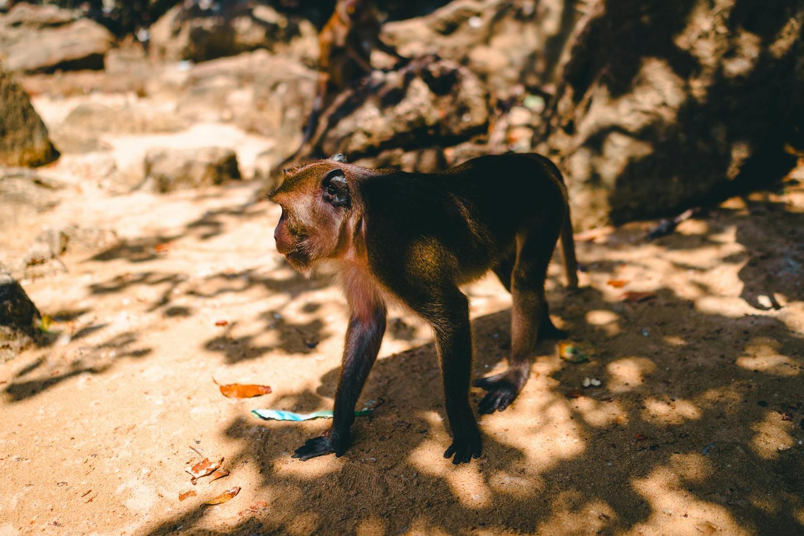 MONKEY FOREST, Indonesia