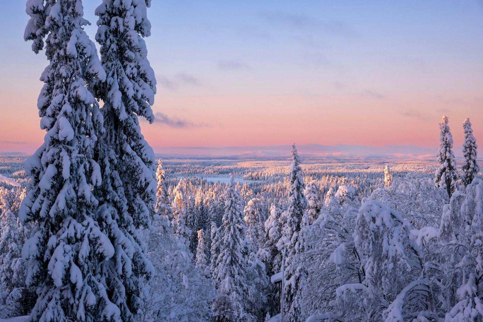 Snow-laden fir trees overlooking a forested valley at dusk