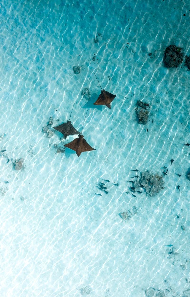 Stingrays in shallow water