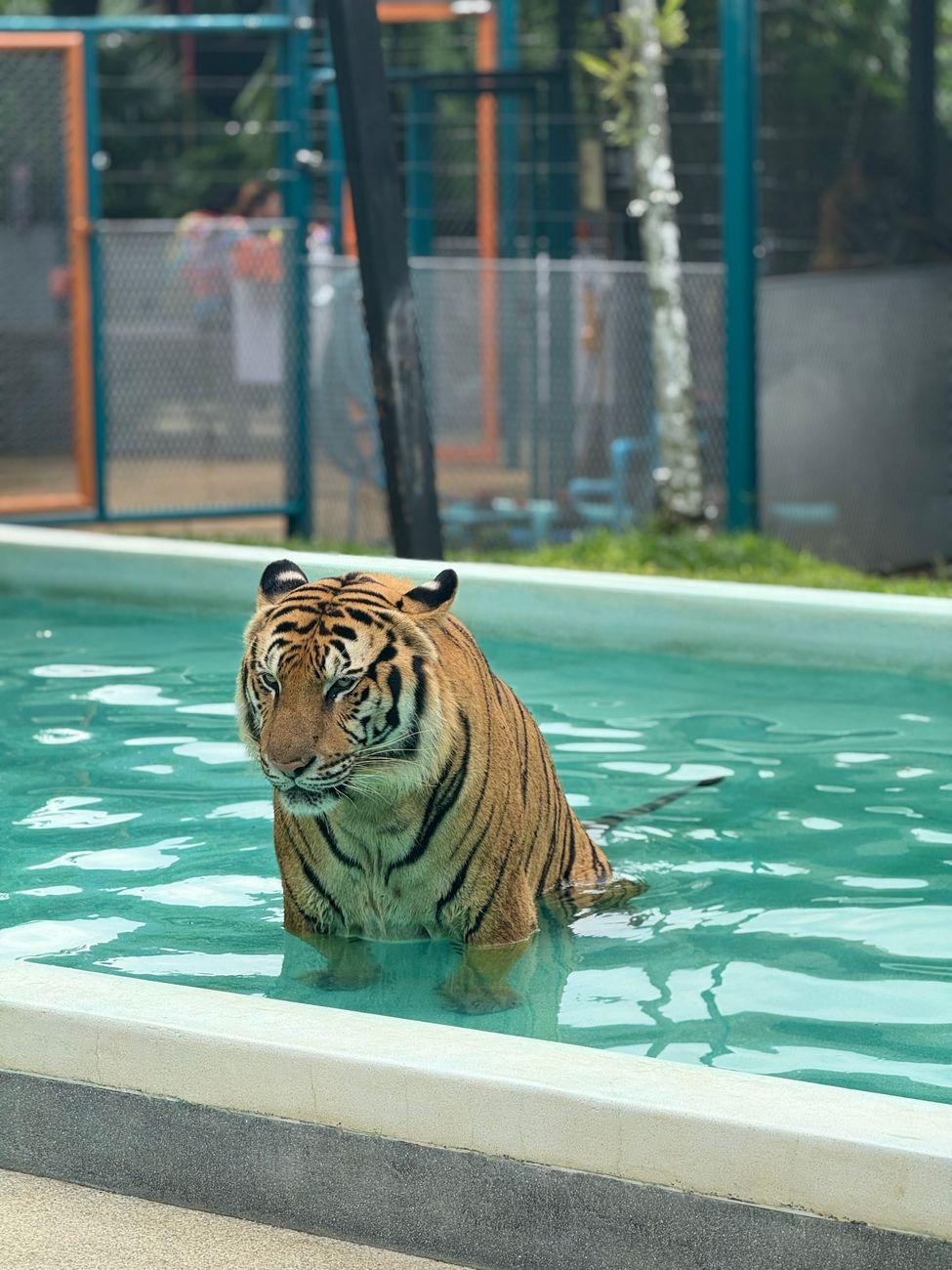 Bengal tiger cooling off in a pool at a wildlife park in Phuket, Thailand