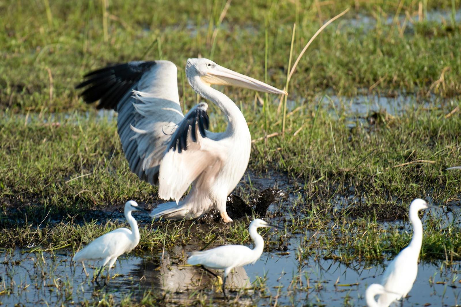 Okavango Delta — Botswana