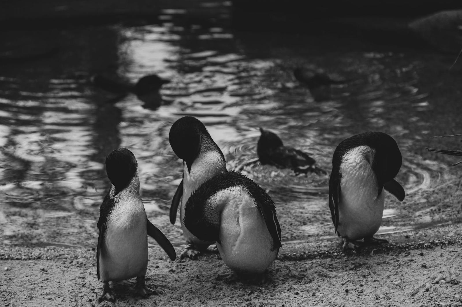 Melbourne City Penguins Parade — Australia
