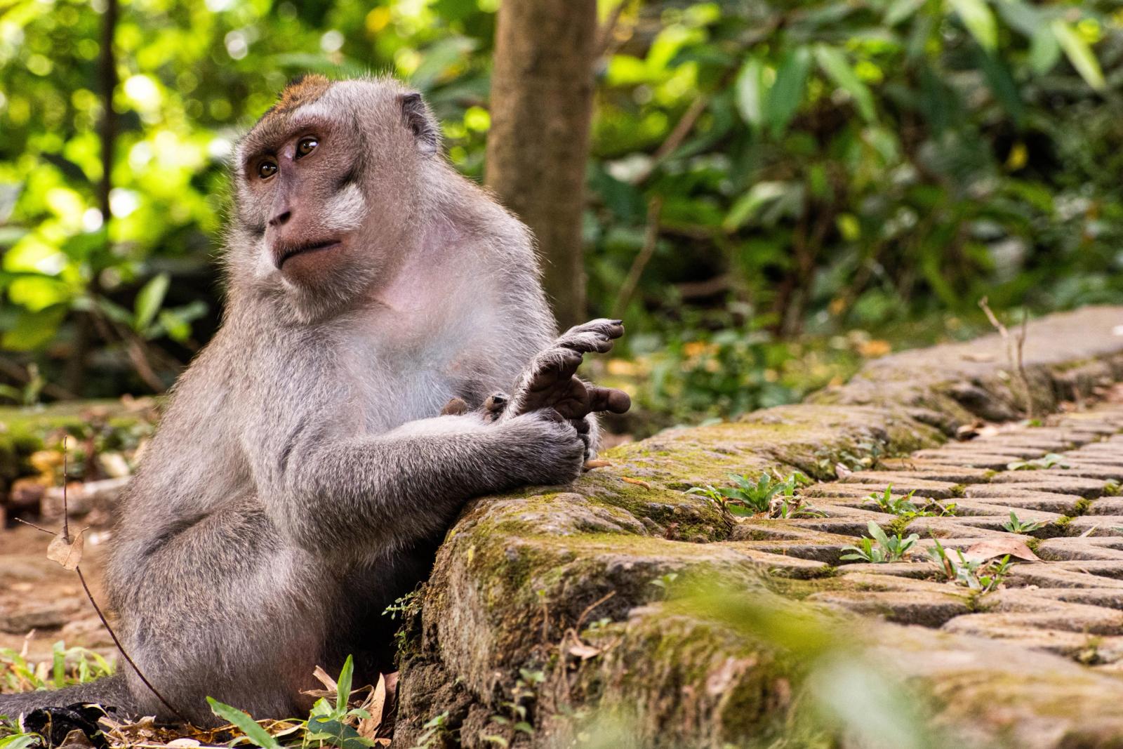 Explore the natural habitat of a macaque in the lush forests of Ubud, Bali, Indonesia