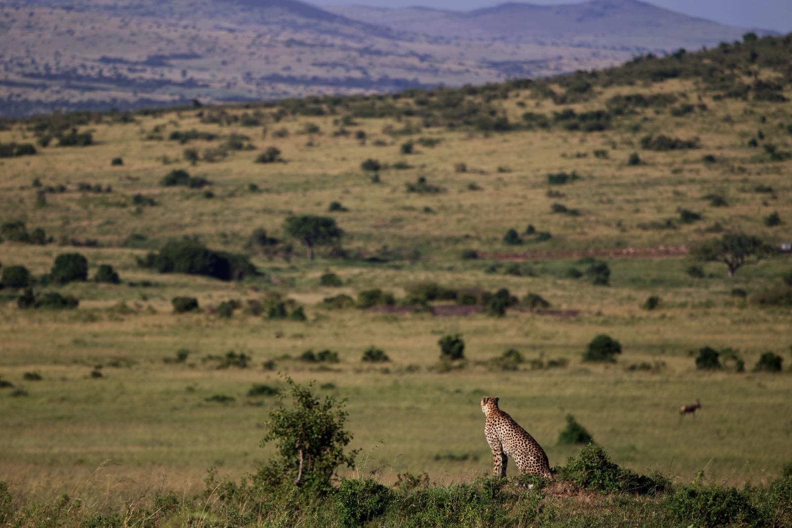 A lone cheetah surveys the vast savannah landscape of Kenya's Masai Mara, showcasing the wild beauty of Africa
