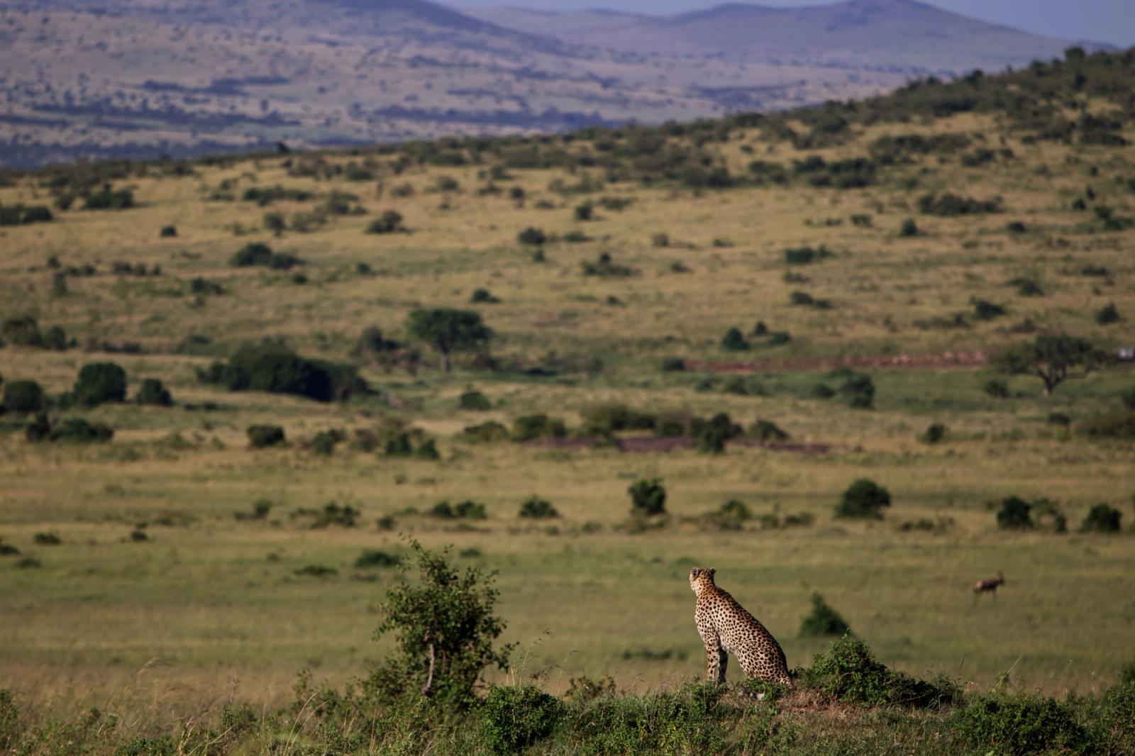 A lone cheetah surveys the vast savannah landscape of Kenya's Masai Mara, showcasing the wild beauty of Africa