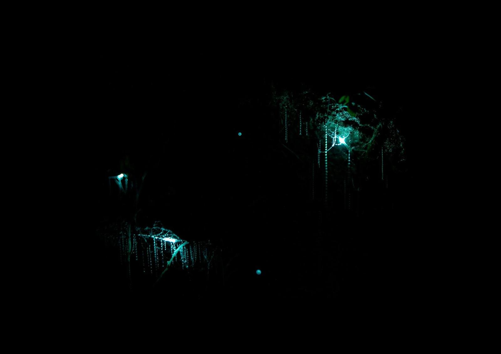 Waitomo Glowworms, New Zealand