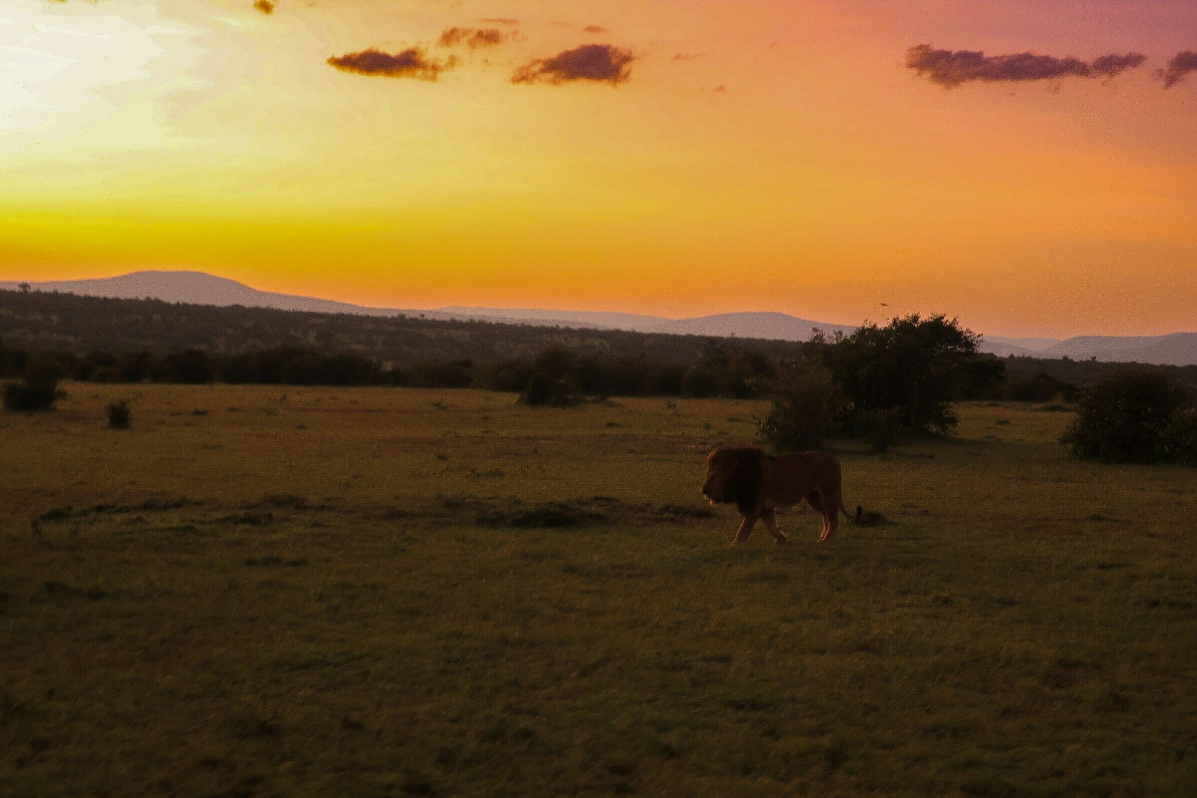 Best of Kenya