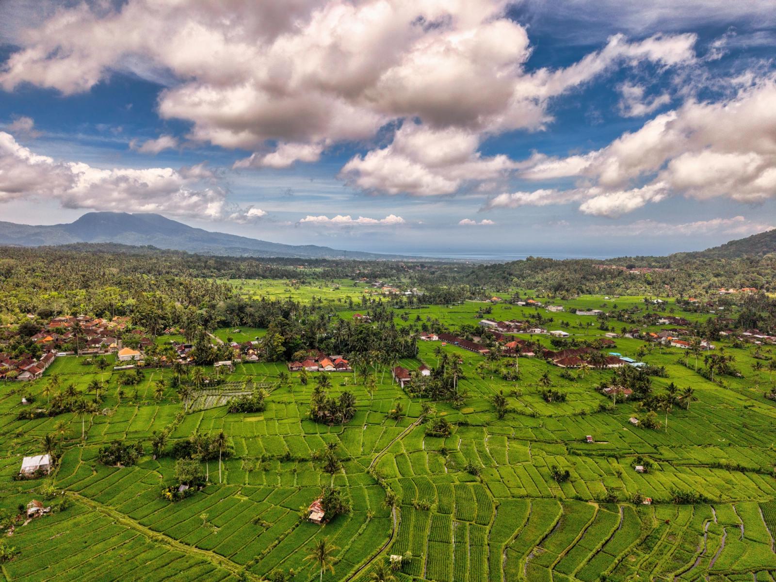 Stunning aerial view of lush green rice fields in Bali, Indonesia under a vibrant blue sky
