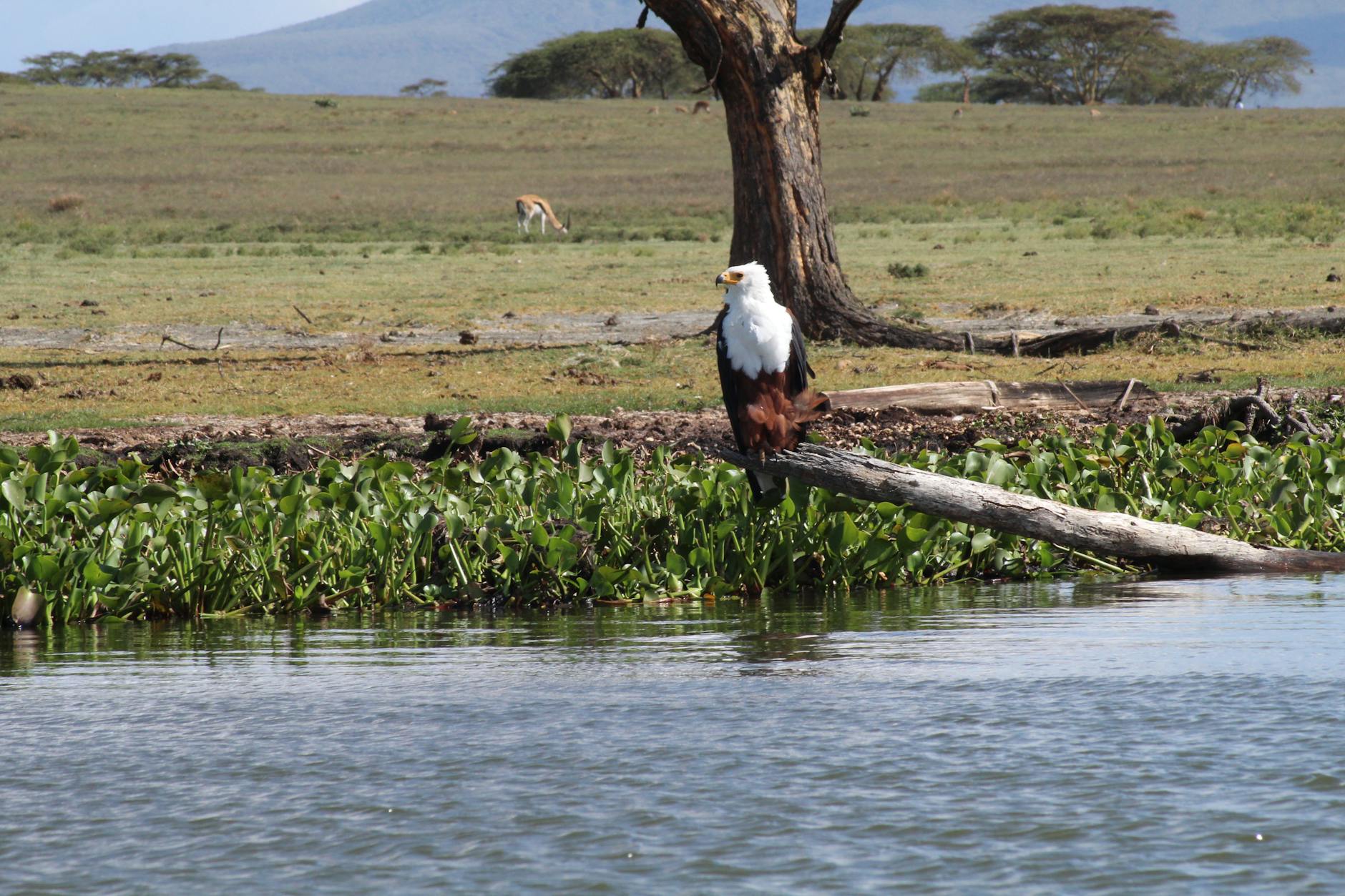 A lakeside lodge at Lake Naivasha, Kenya