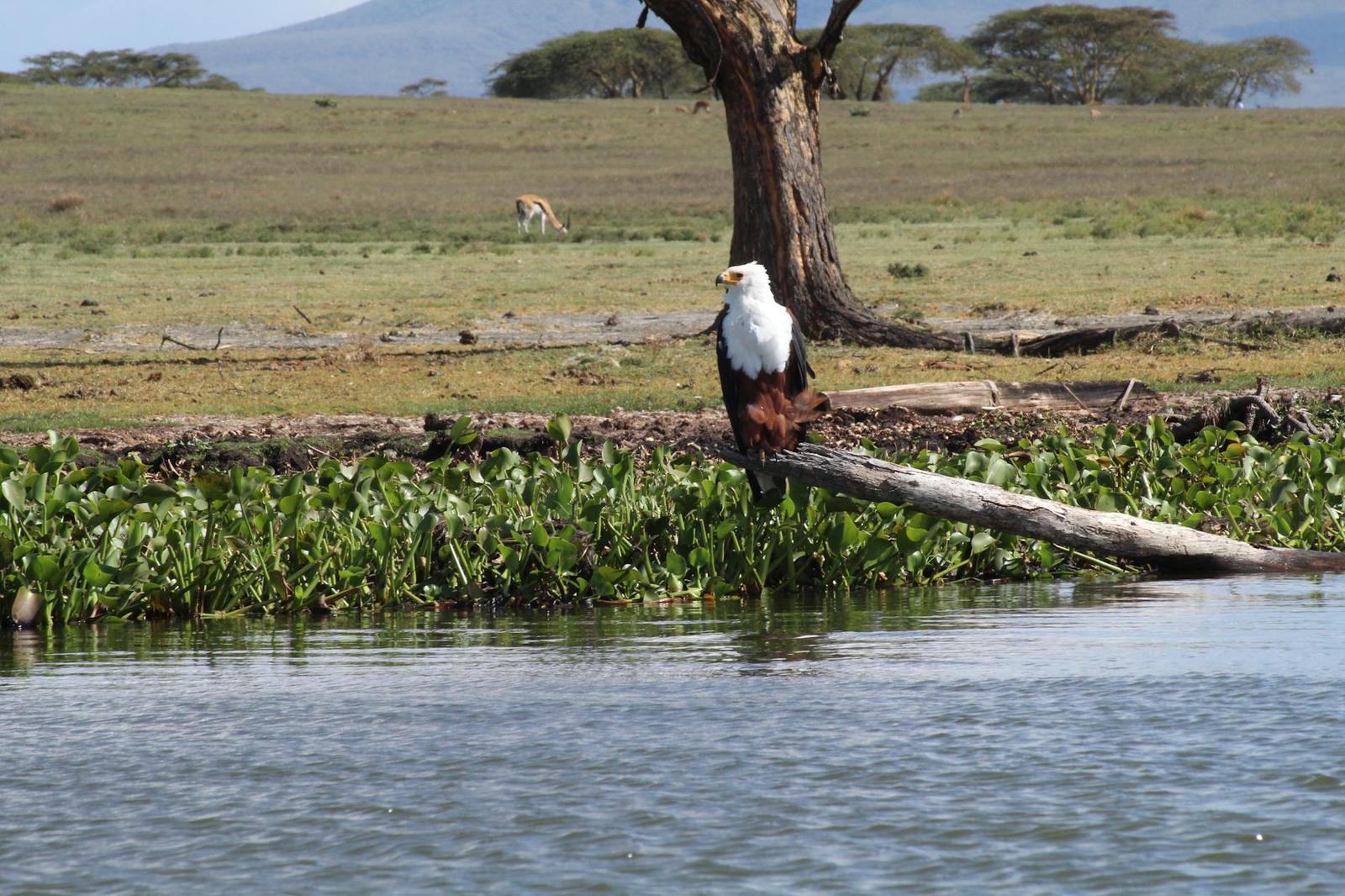 Boat Ride Lake Naivasha, Kenya