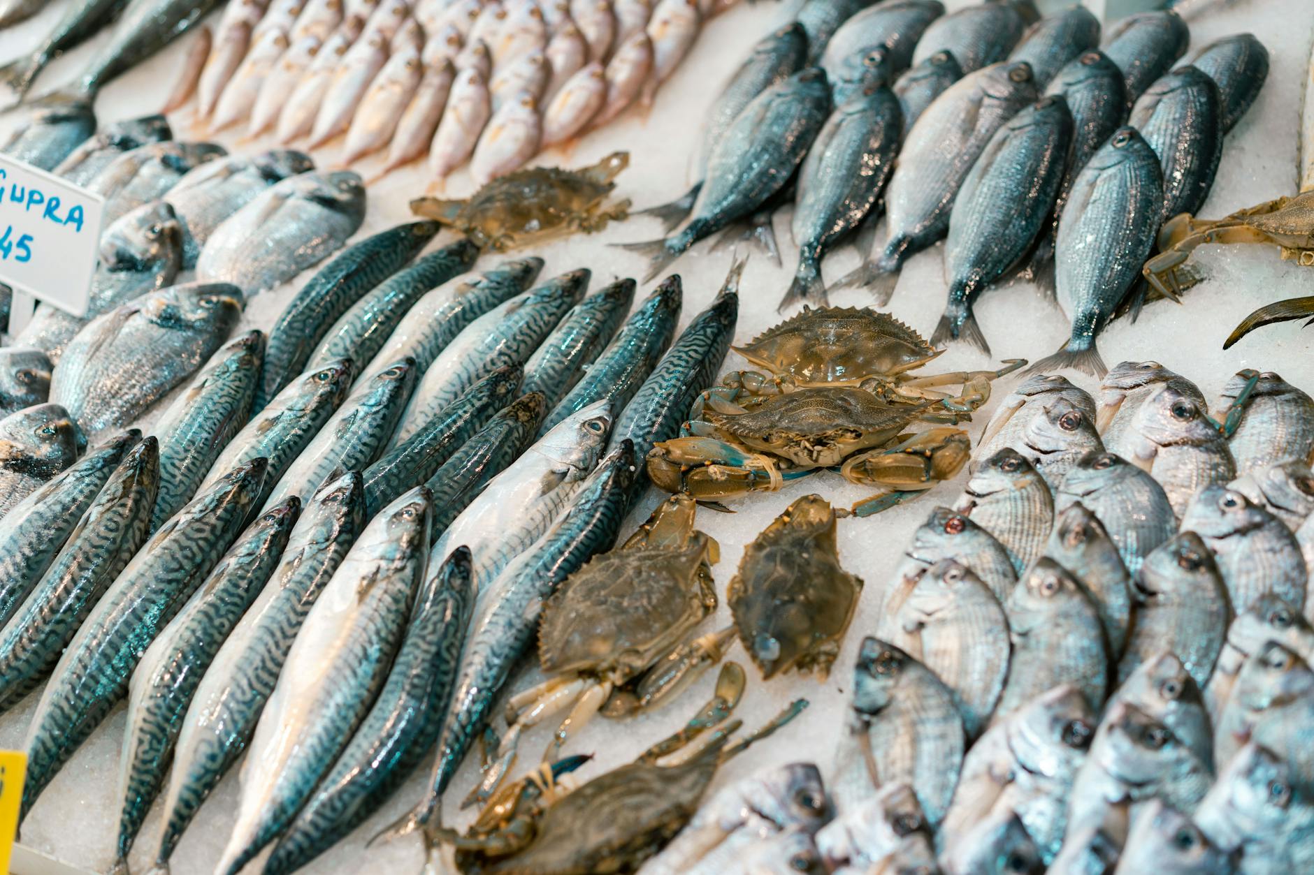 Cochin fish auction — Munnar, India
