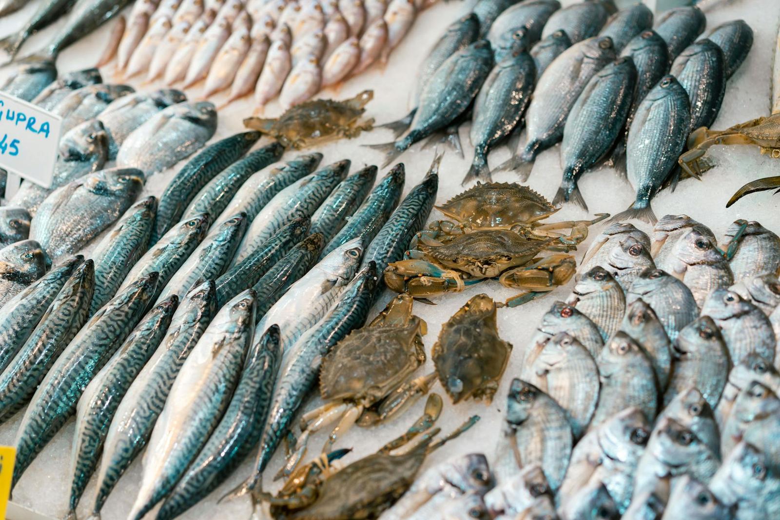 Cochin fish auction — Munnar, India