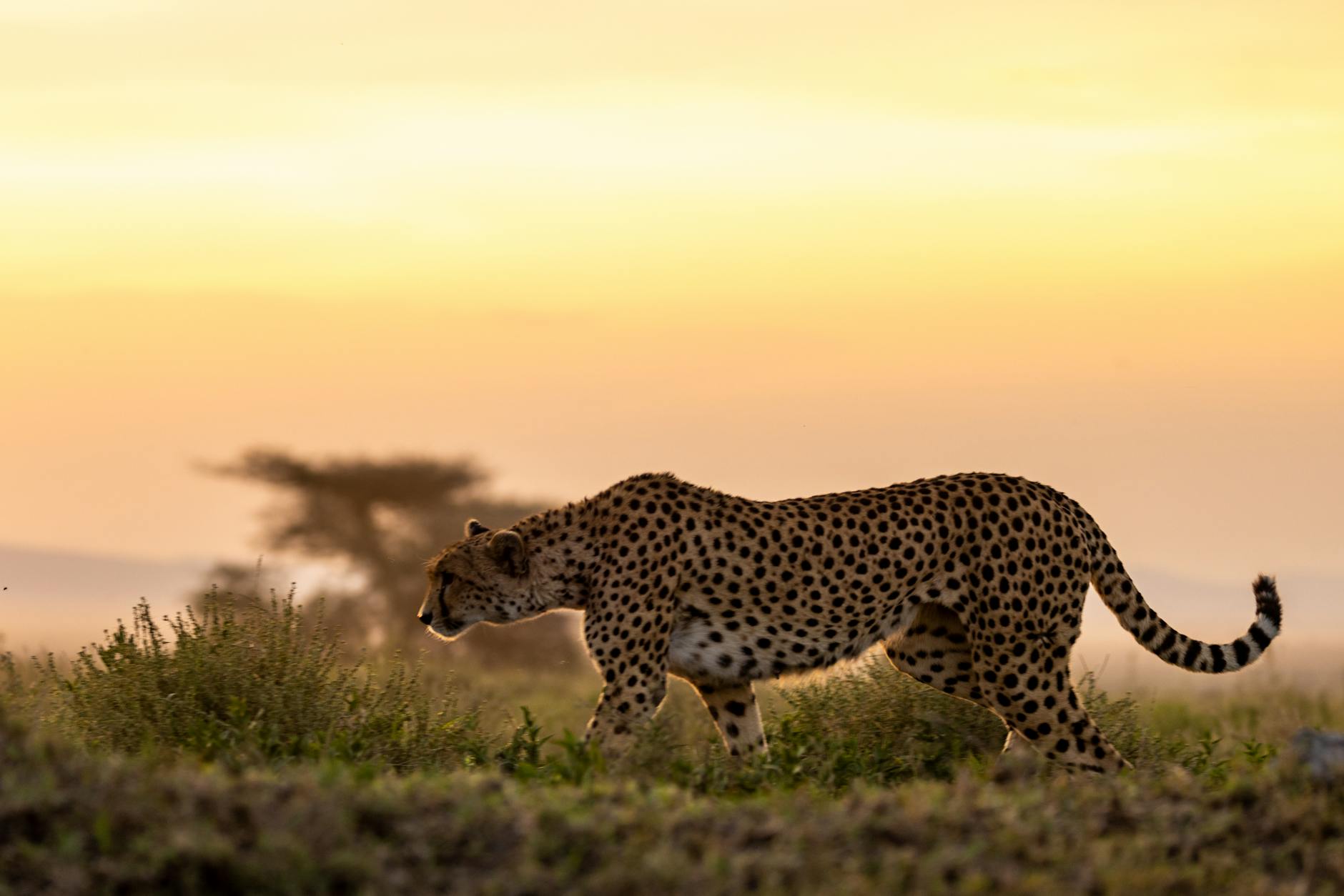 Kenya at golden hour