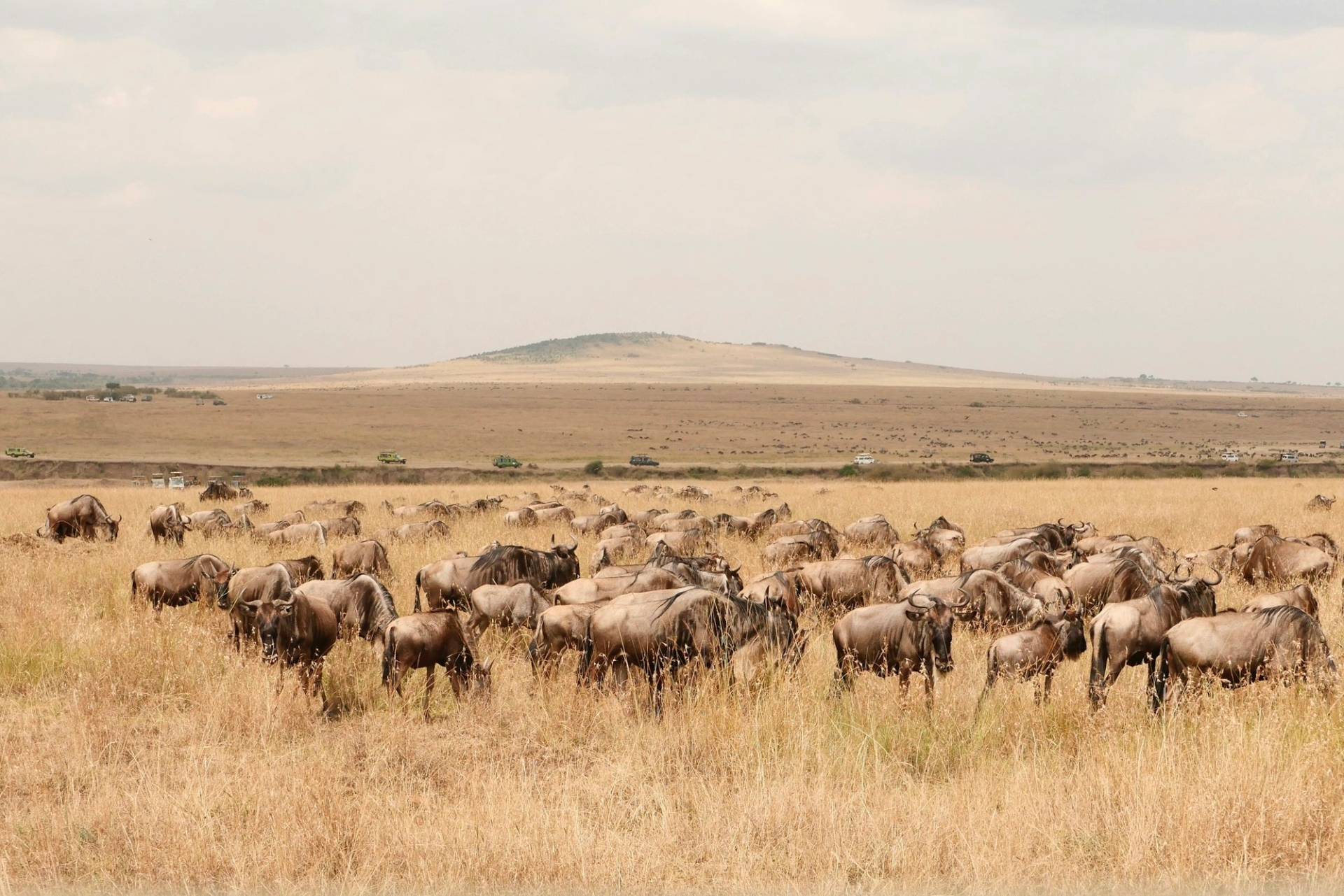 A large herd of wildebeest grazing across dry grassland toward a hill