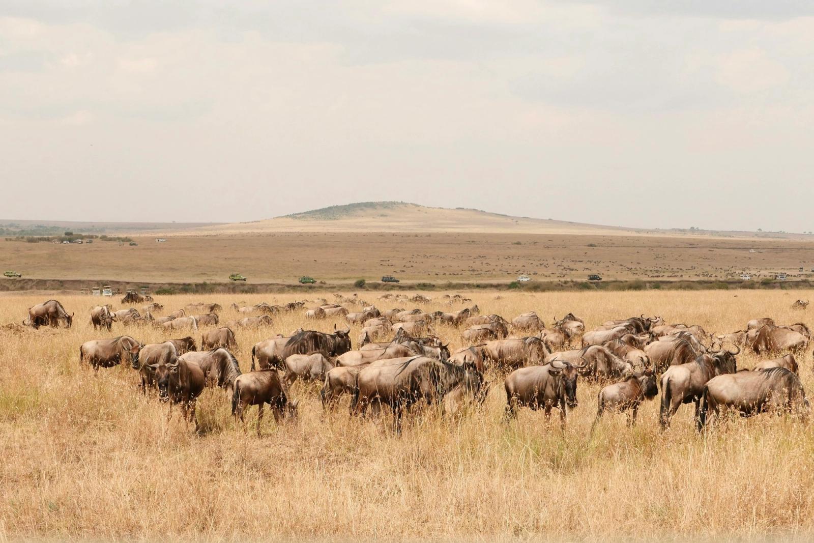 A large herd of wildebeest grazing across dry grassland toward a hill