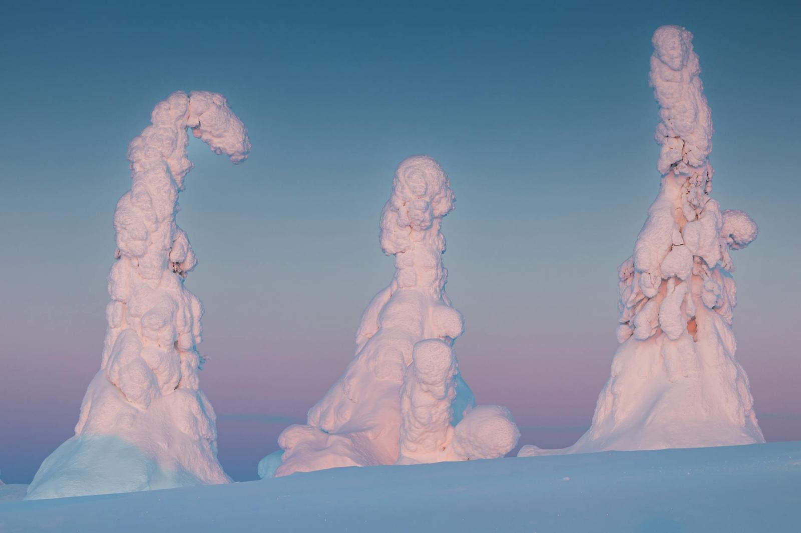 Three snow-crusted trees shaped by frost against a pastel dusk sky