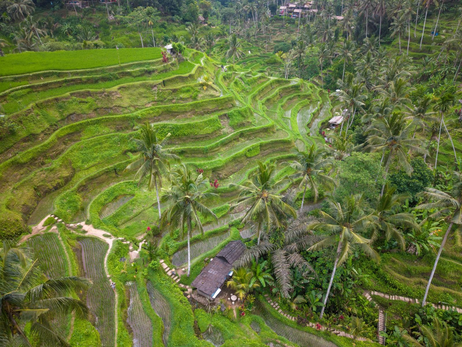 Lush green rice terraces of Ubud, Bali, showcasing stunning terraced fields