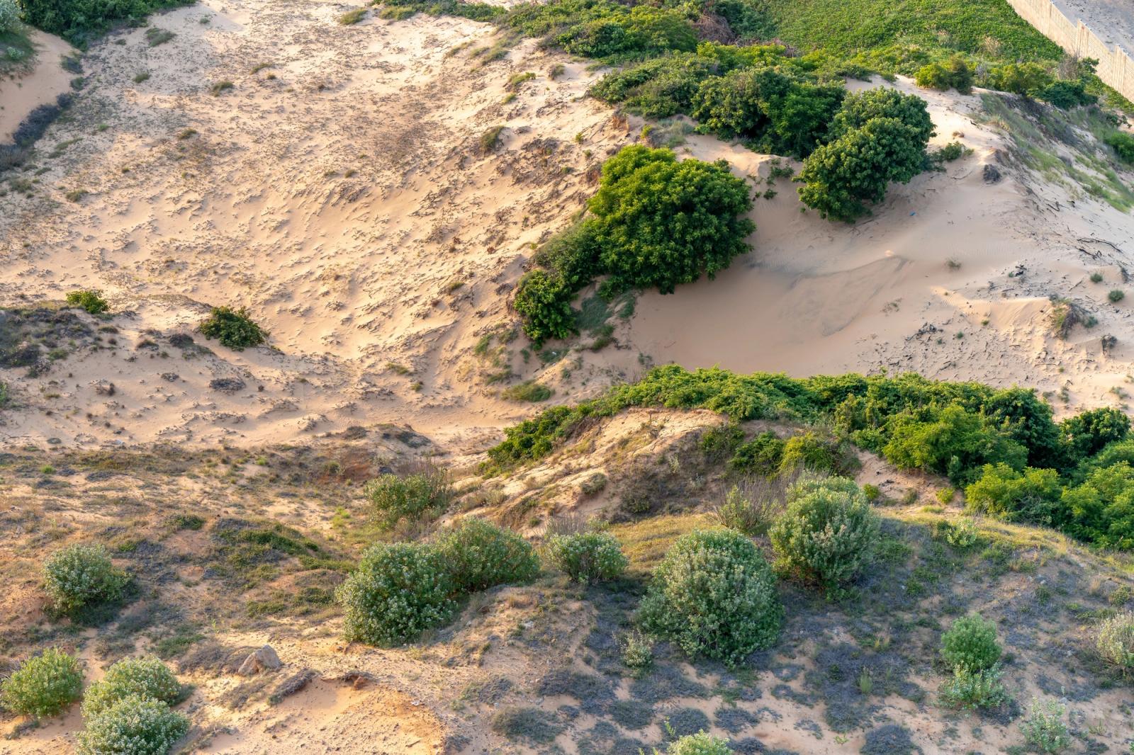 Aerial photo showcasing sand dunes and vibrant greenery in a desert landscape