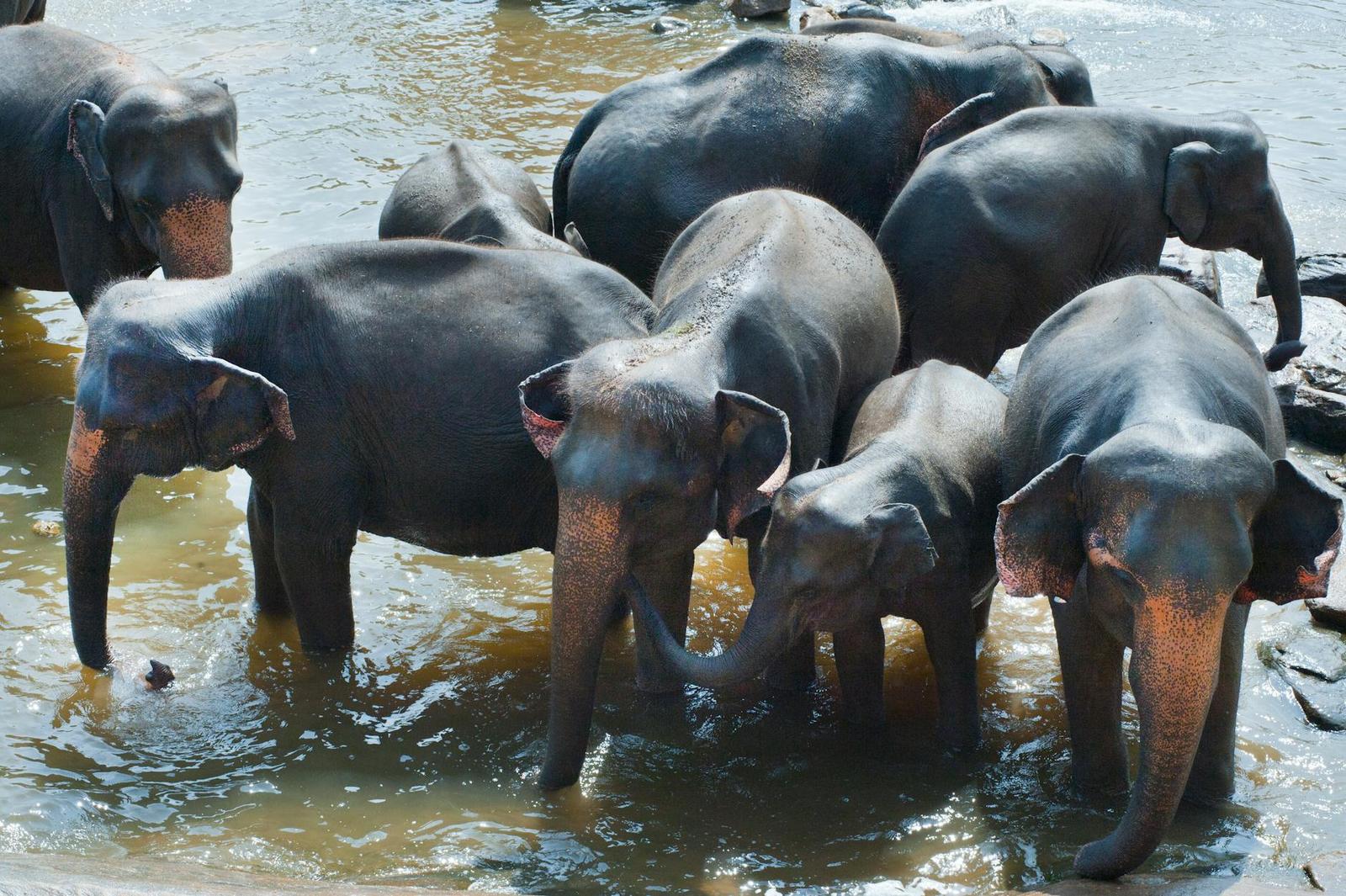 A cluster of elephants bathing together in a muddy river