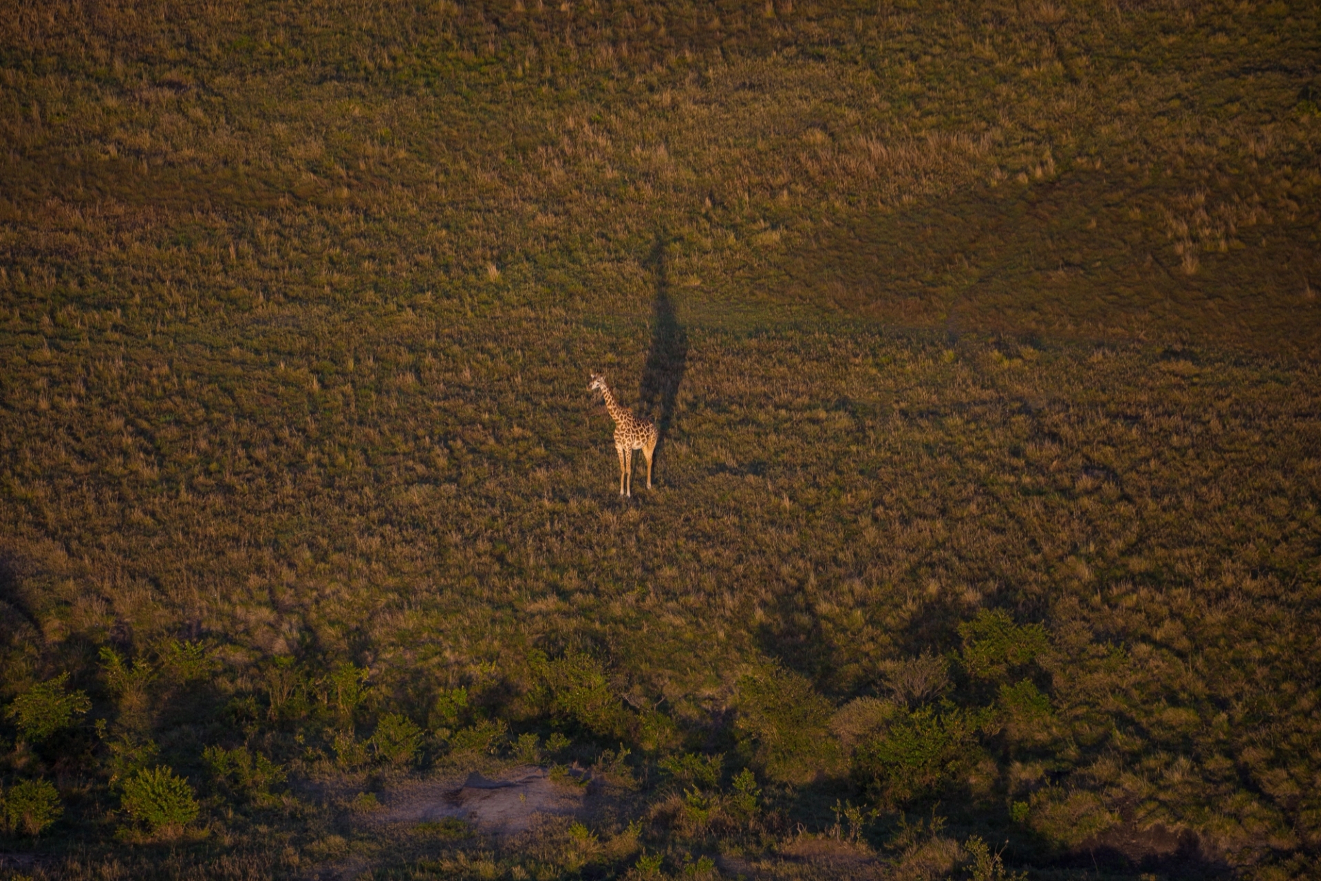 A lone giraffe captured from above in a vast African savanna landscape