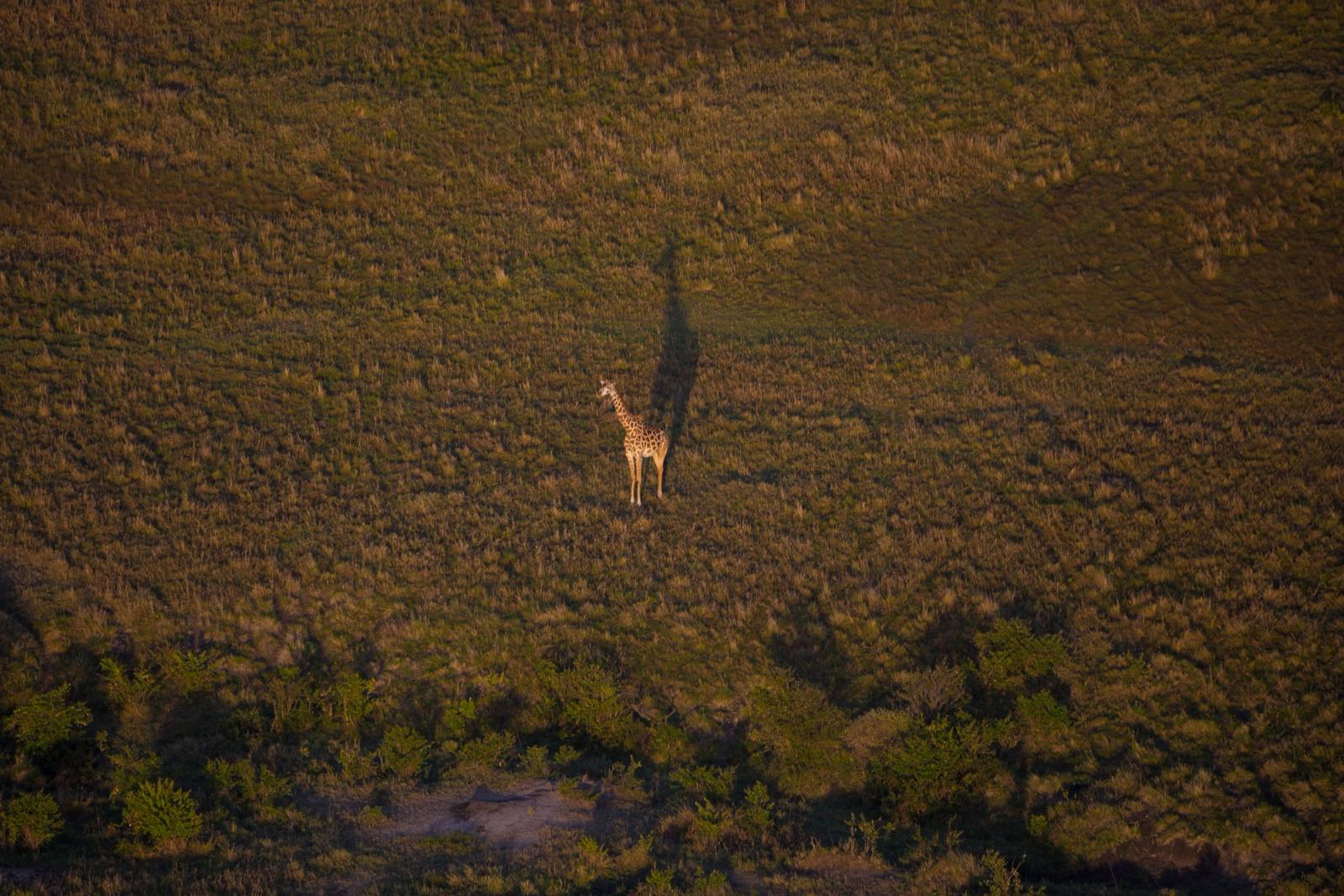 A lone giraffe captured from above in a vast African savanna landscape
