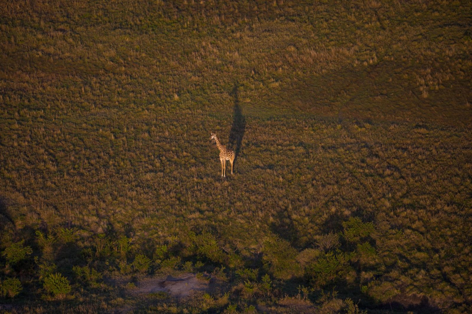 A lone giraffe captured from above in a vast African savanna landscape