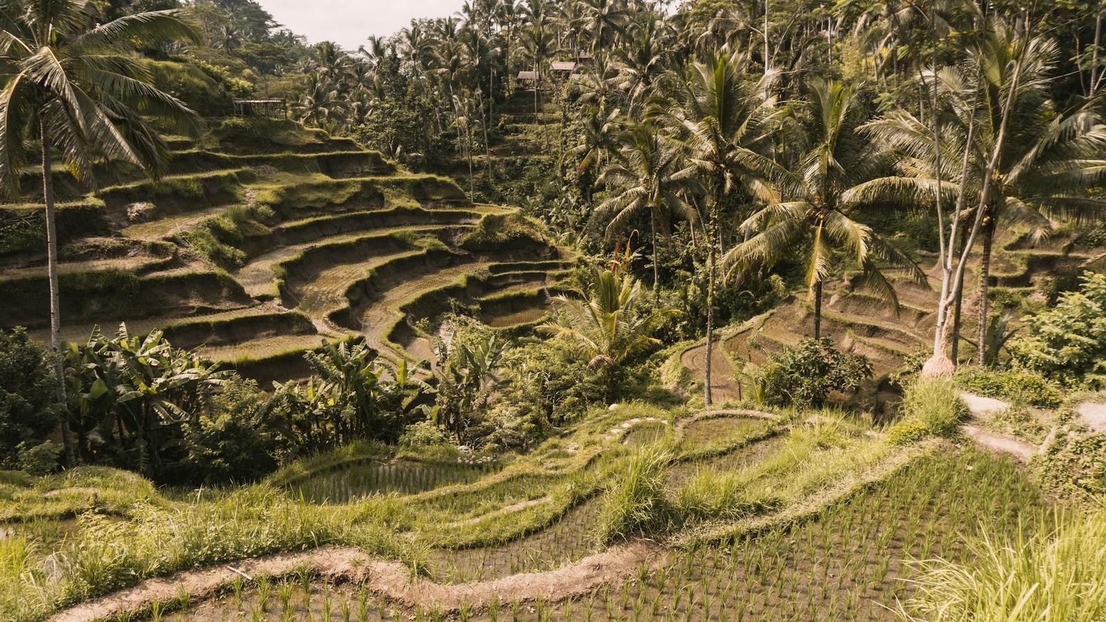Beautiful terraced rice paddies with coconut trees in Tegalalang, Bali, a popular tourist attraction