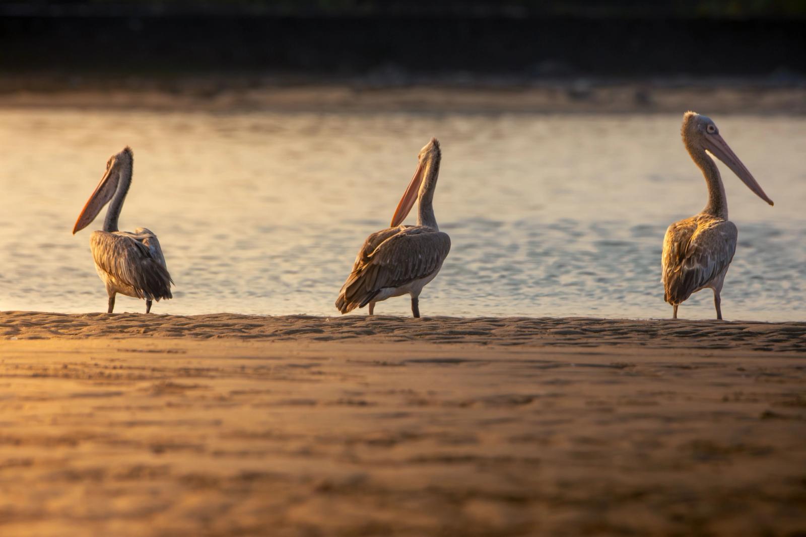 Three pelicans standing on the beach at sunset in Chennai, India, showcasing serene nature