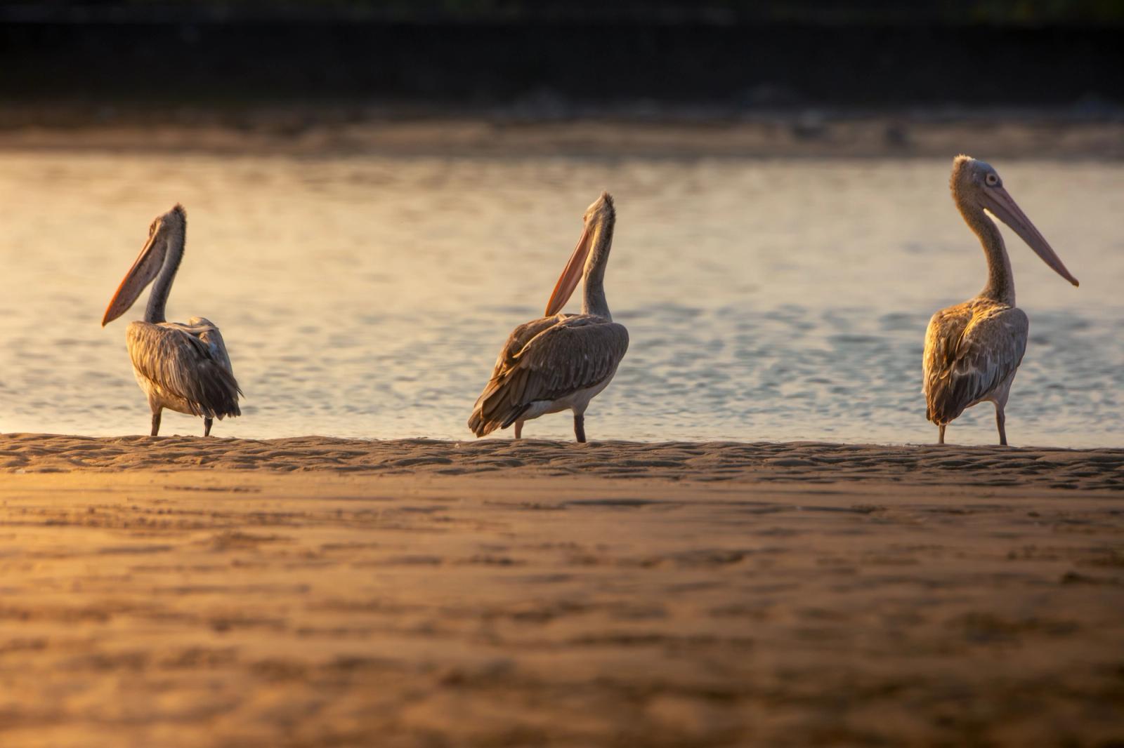Three pelicans standing on the beach at sunset in Chennai, India, showcasing serene nature
