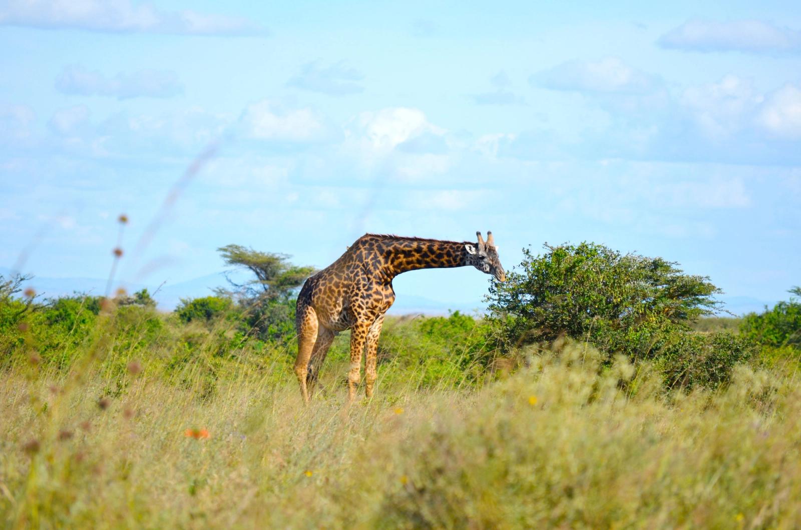 Graceful giraffe feeding in the open savannah under a clear blue sky