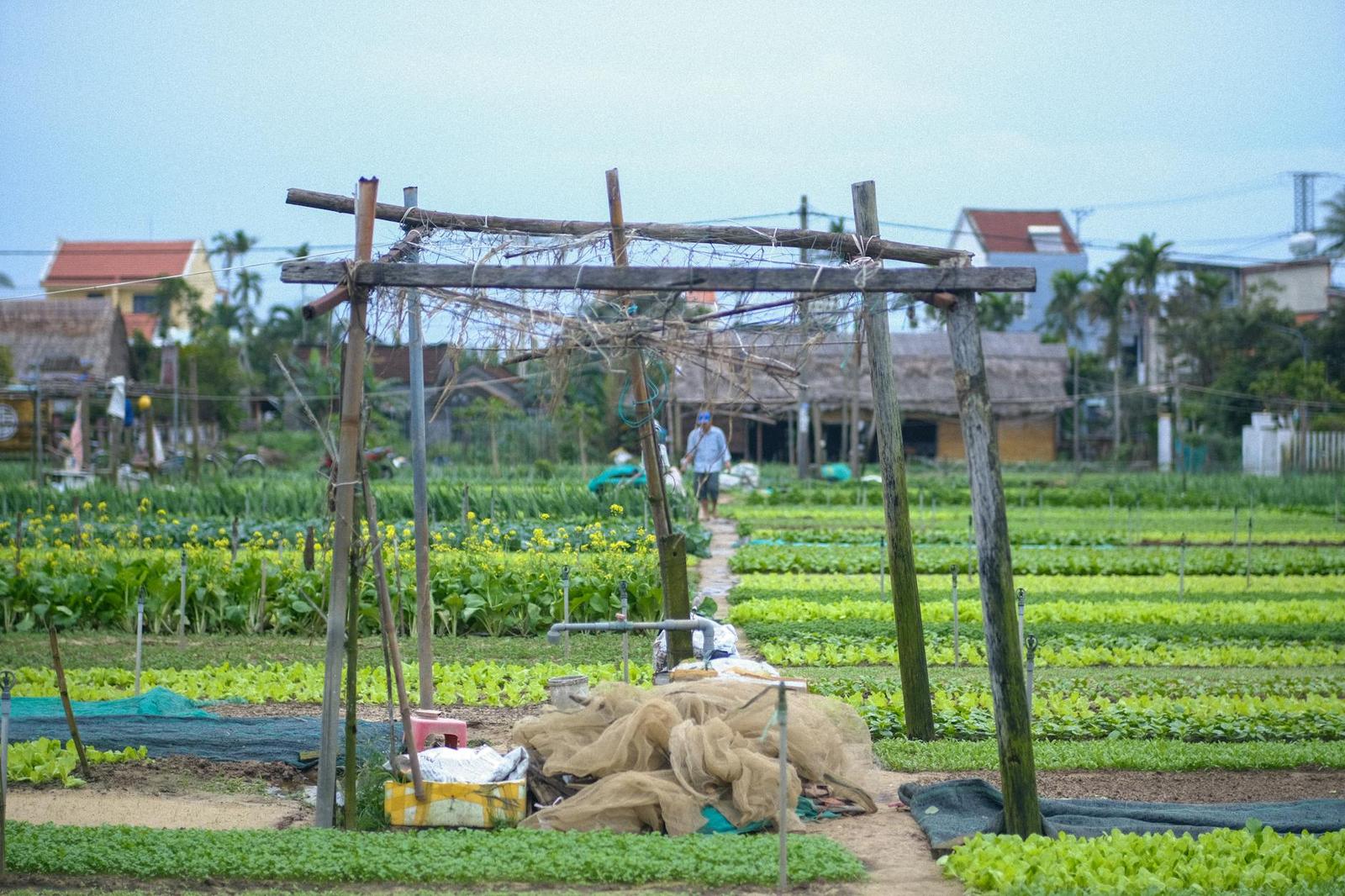 Rows of vegetable crops under a wooden trellis with a person walking a path between them