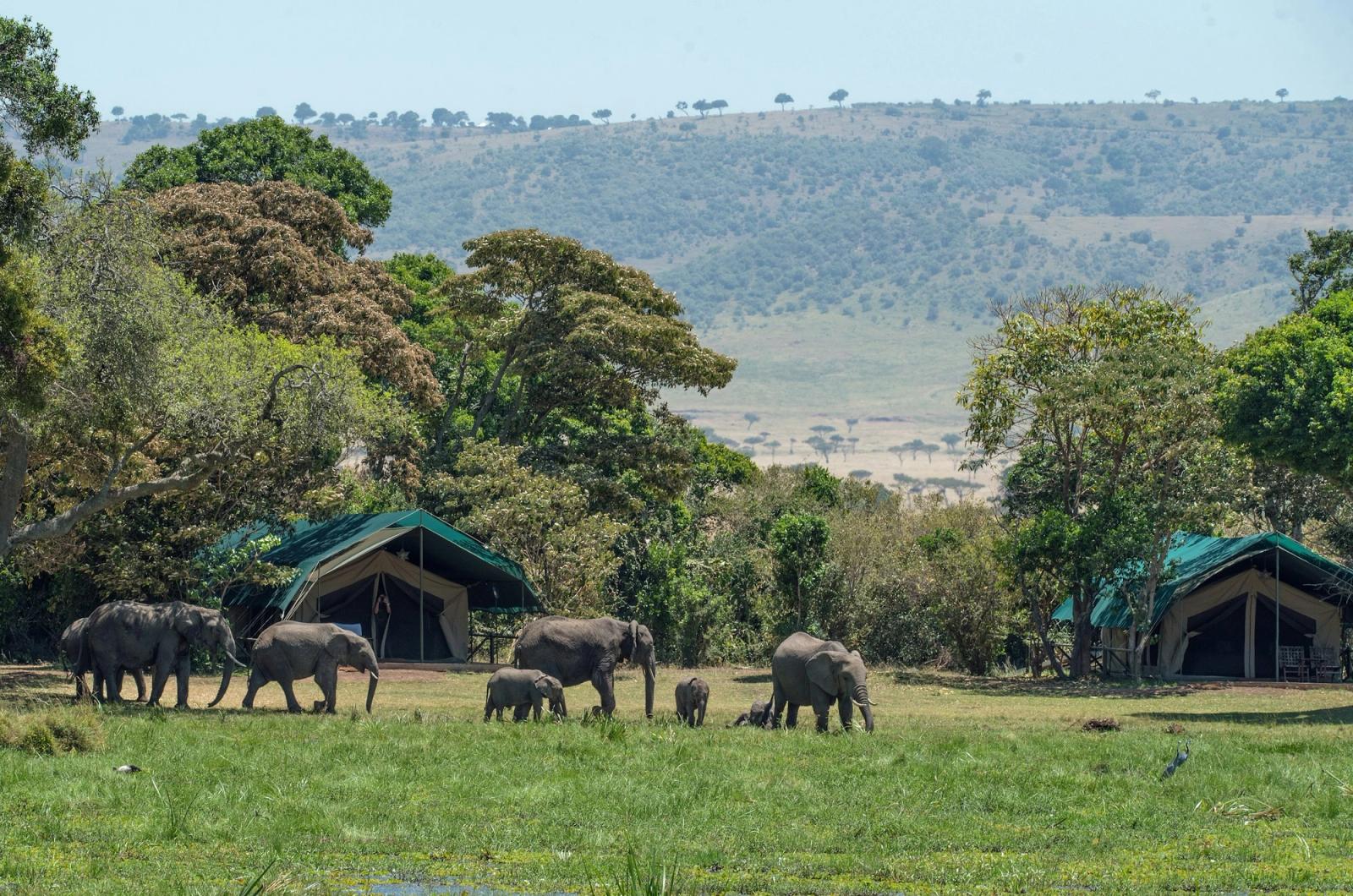 A family of elephants grazing near safari tents at the edge of a forest