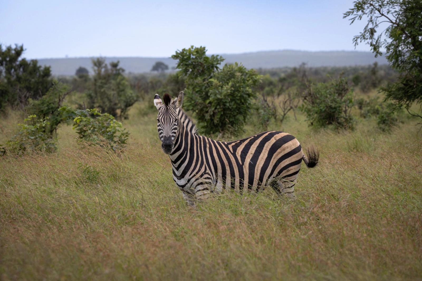 A zebra stands in tall grass in the African savannah, surrounded by lush greenery