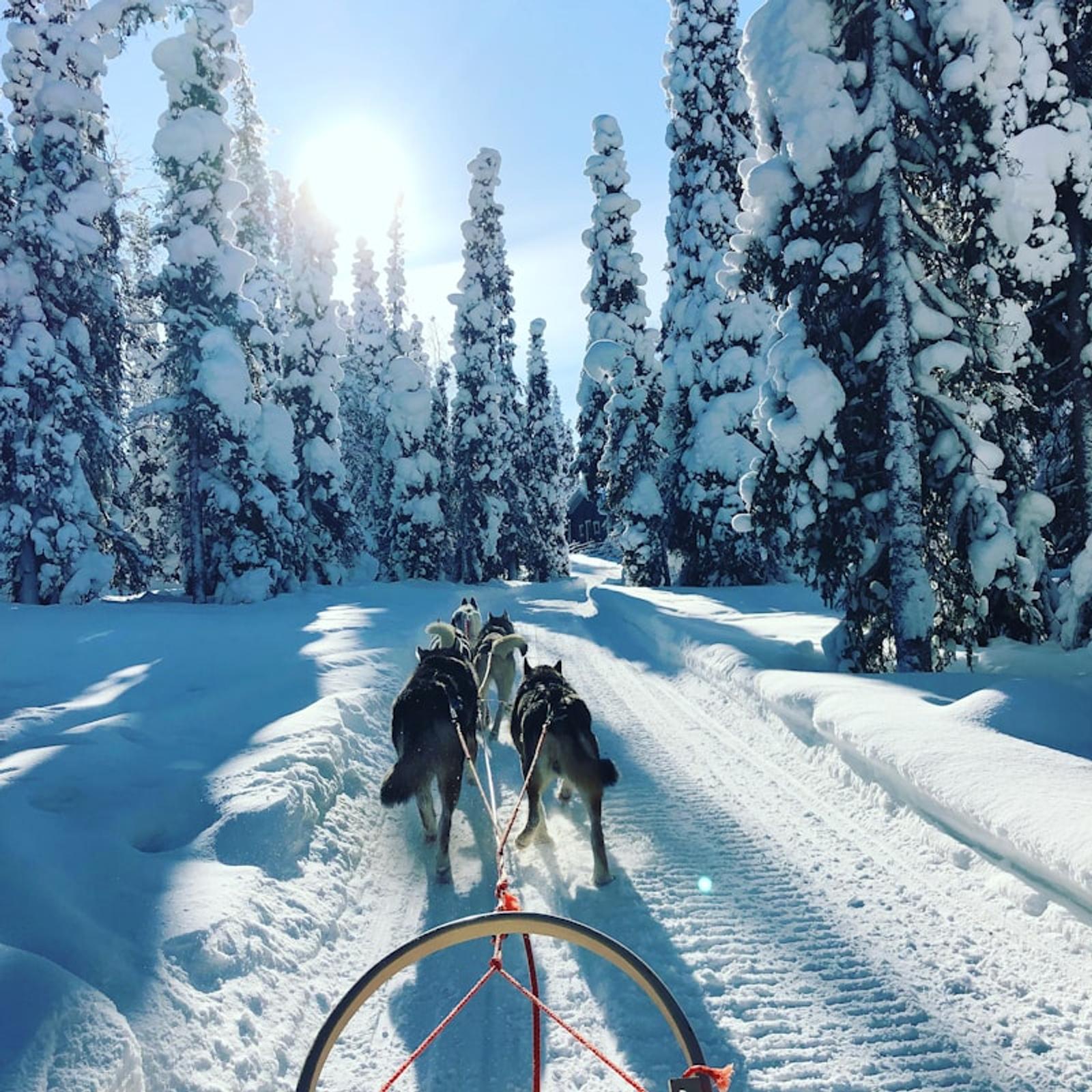 Husky team in snow