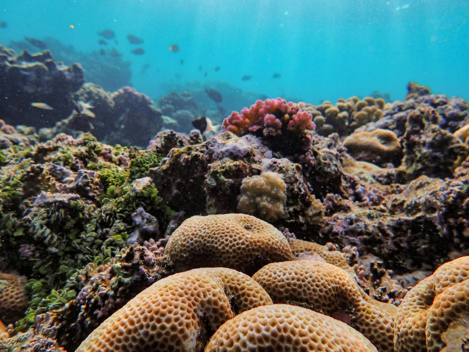 Reef snorkel — Seminyak, Indonesia