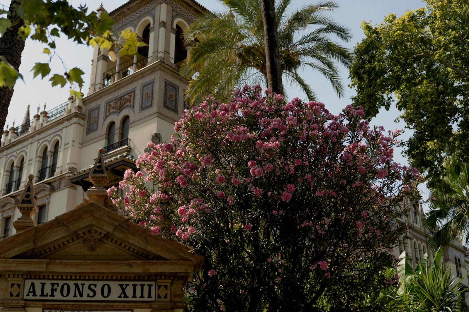 Flowering pink shrub in front of an ornate clock tower building entrance