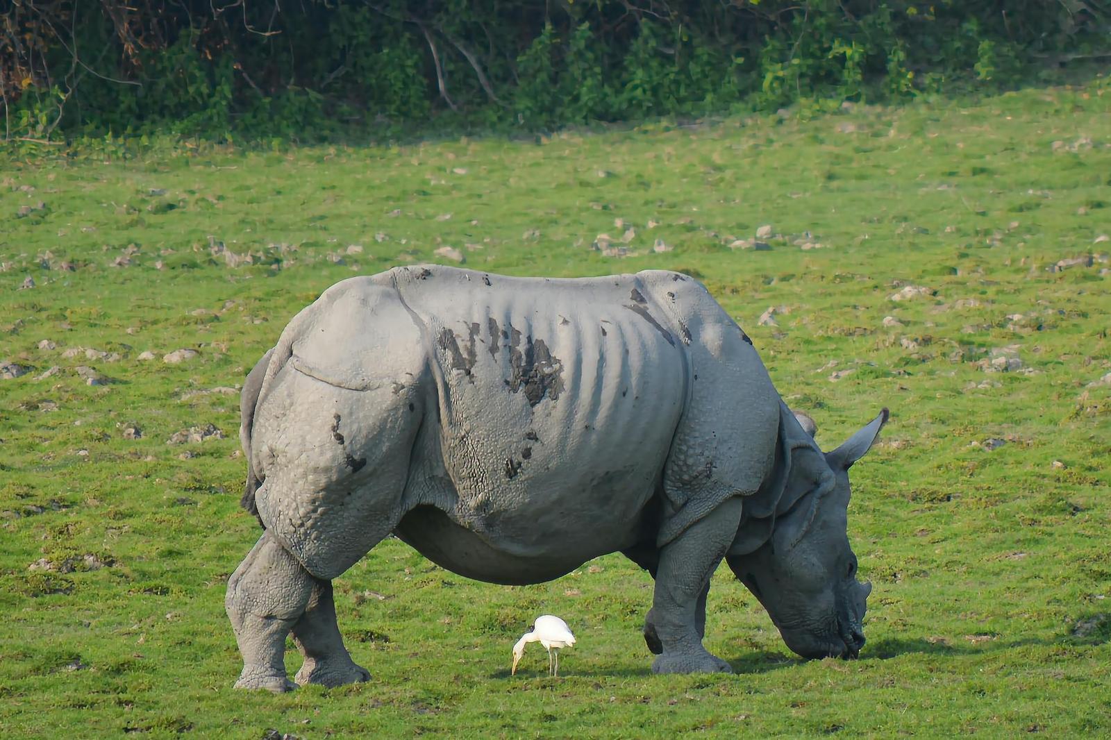 Kaziranga on day 3, India