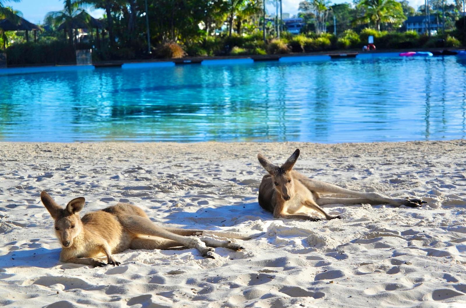 Sea World — Australia
