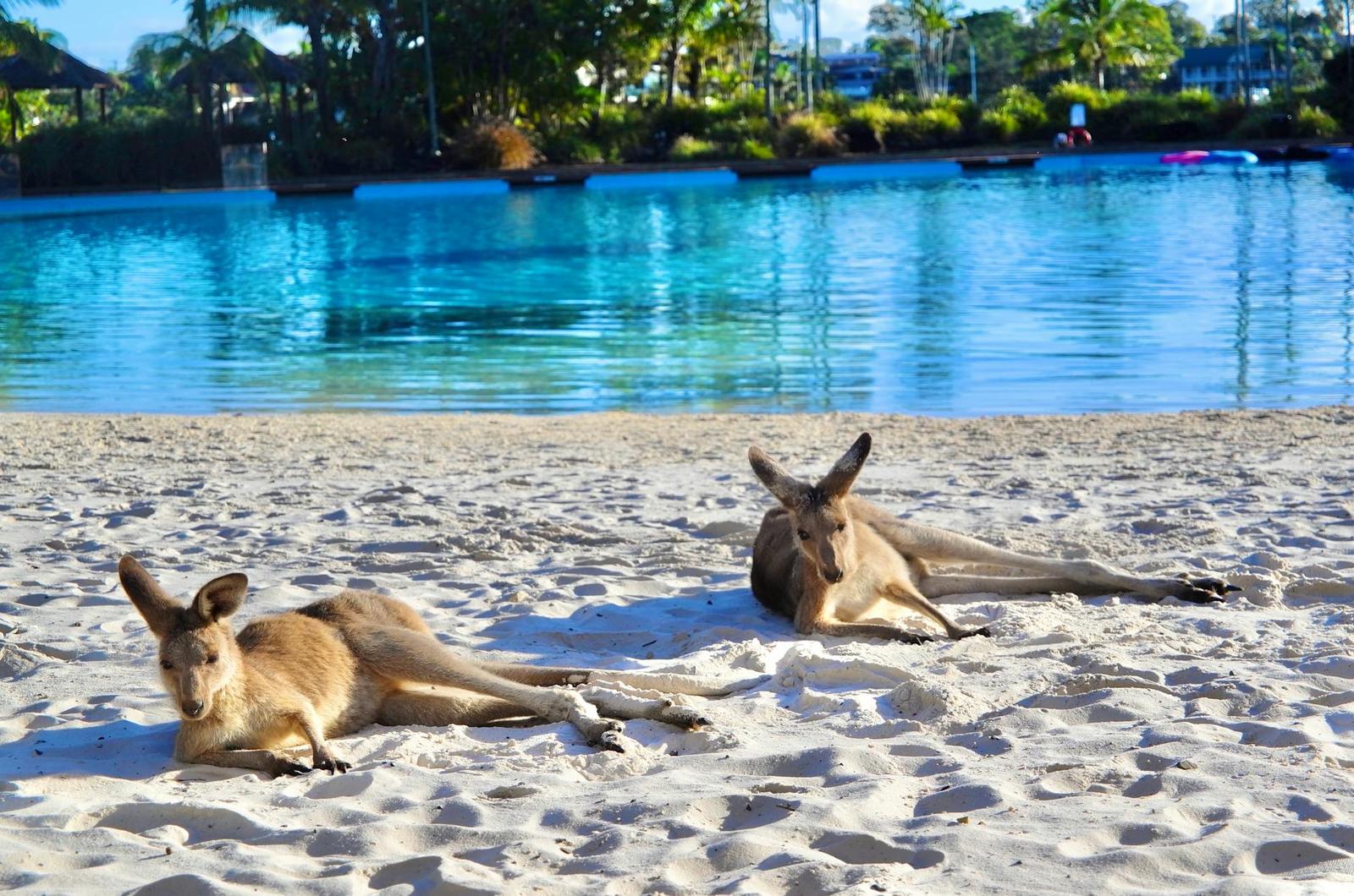 Sea World — Australia