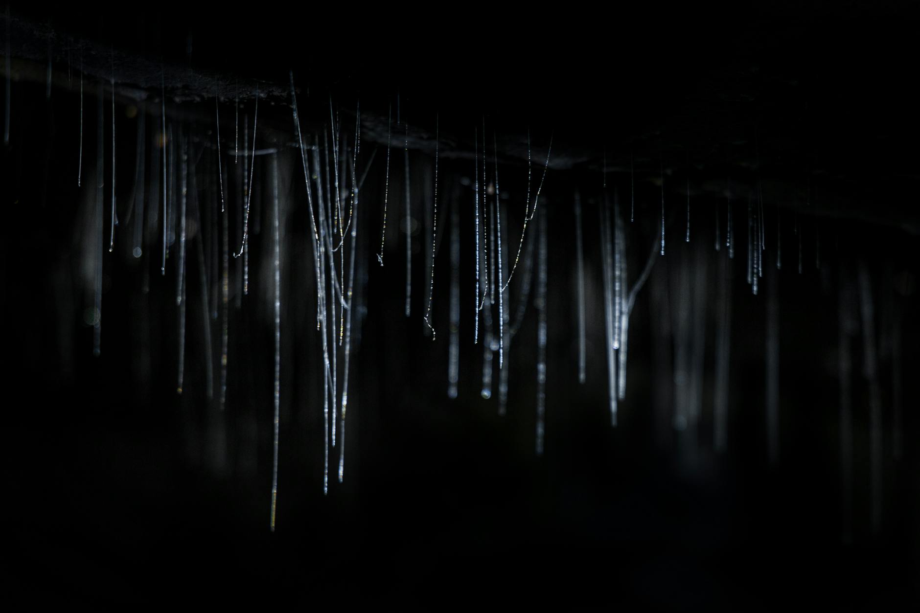 Waitomo — Rotorua, New Zealand