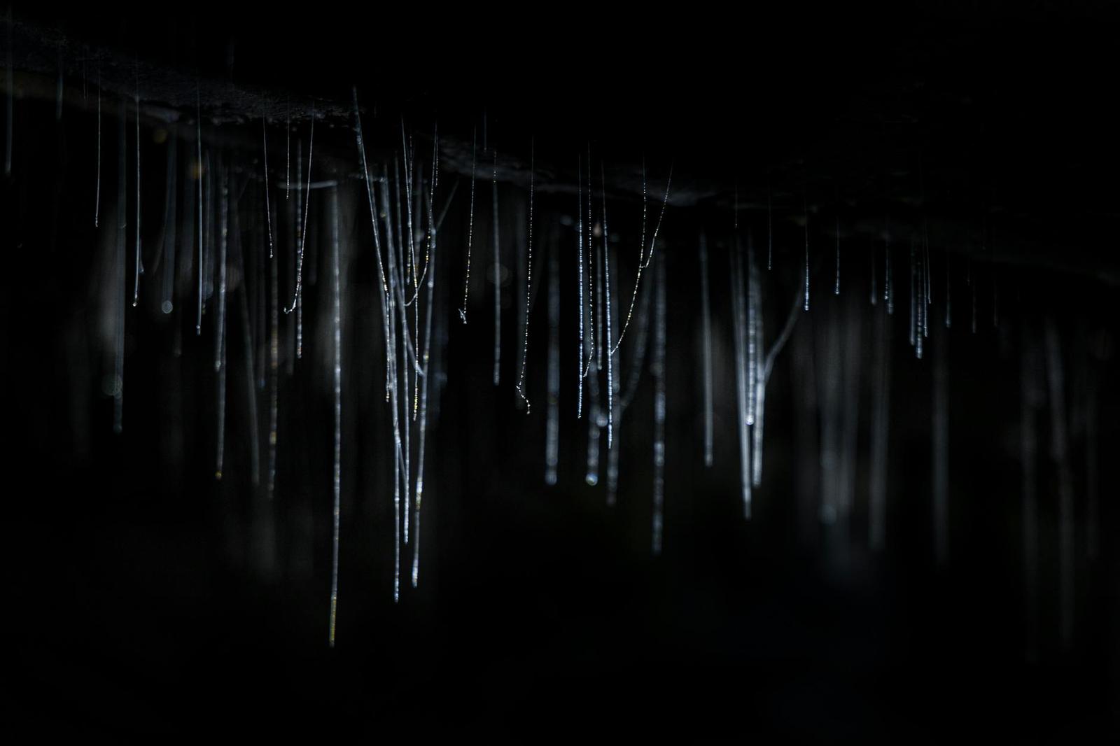 Waitomo — Rotorua, New Zealand