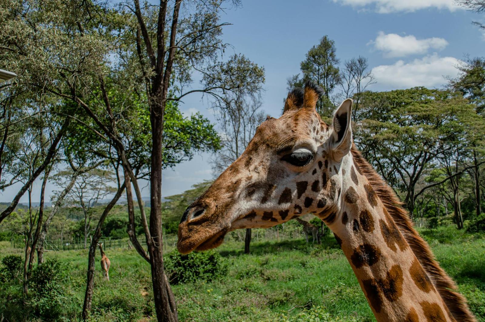 Giraffe Centre, Kenya
