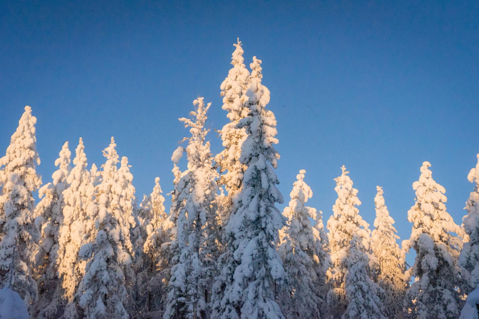 Snow-laden trees in Lapland, Finland, under a clear blue sky. Winter wonderland scene