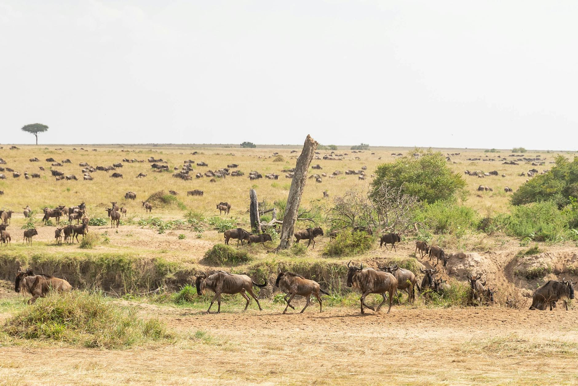 Masai Mara migration — Kenya