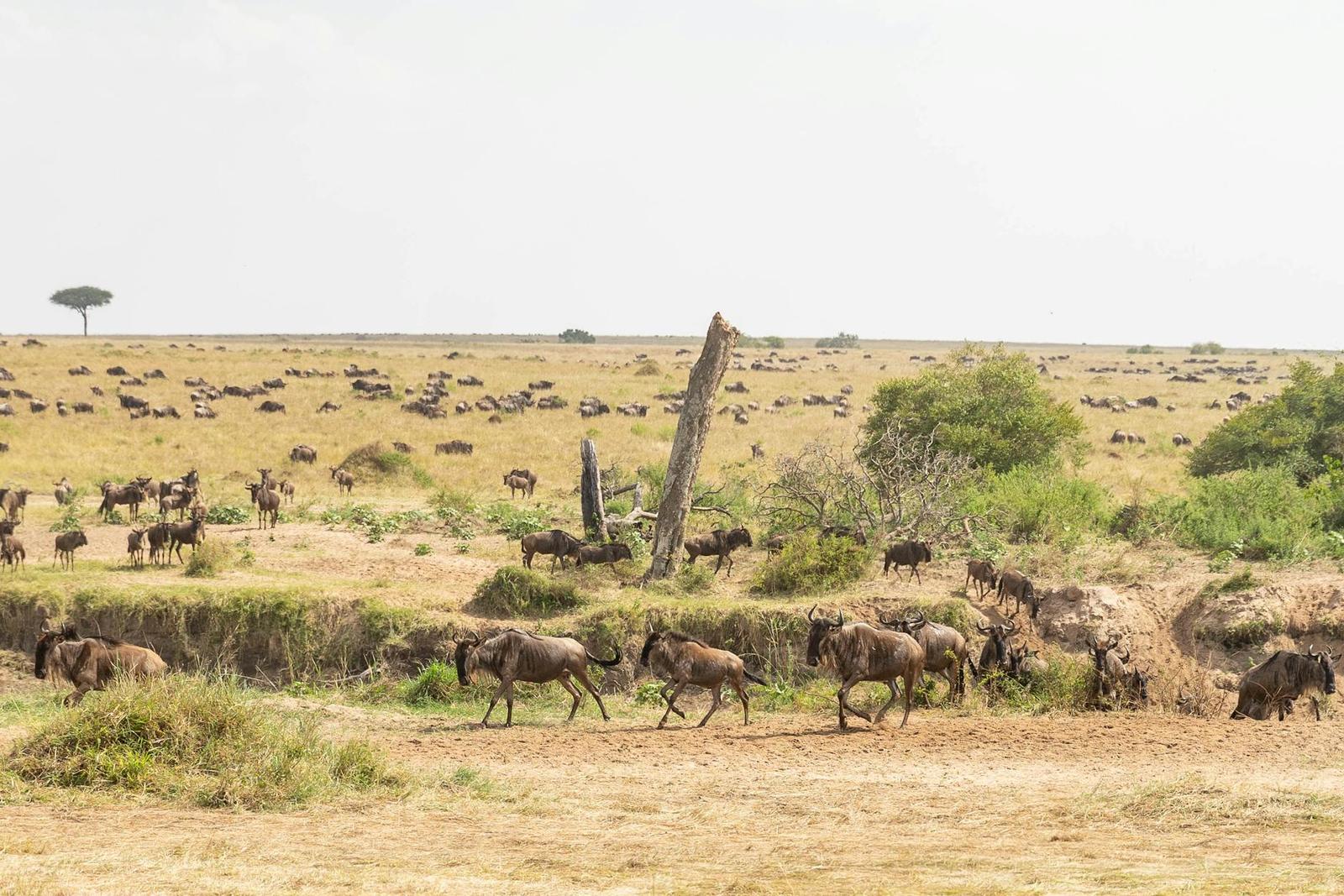 Herd of wildebeest trotting across dry grassland with more grazing in the distance